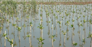 Analyse stratégique de la gestion de l&#039;environnement