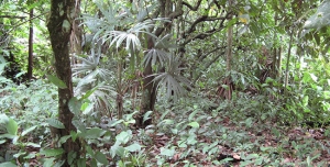 Ecologie des forêts tropicales