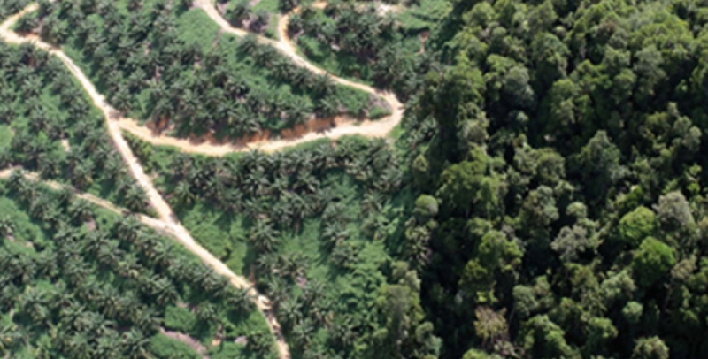 Forest policies for tropical ecosystems