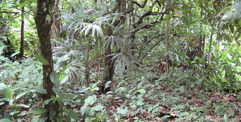 Tropical forest ecology