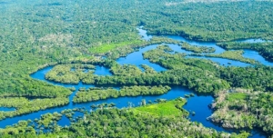 Tropical humid forests (in French Guiana)