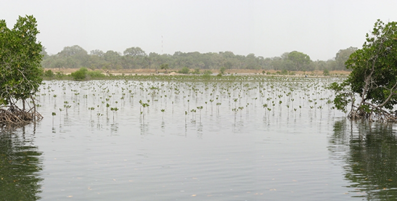 Tropical forest and climate change
