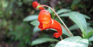 Botanique tropicale