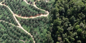 Politiques forestières pour les écosystèmes tropicaux