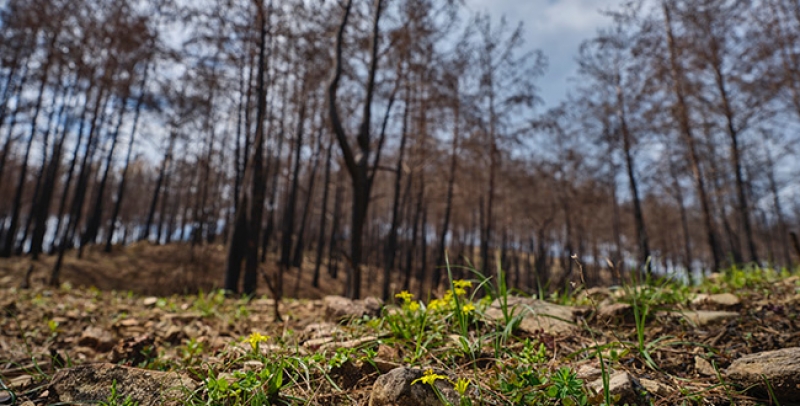 Sylviculture et bases de l&#039;aménagement des forêts