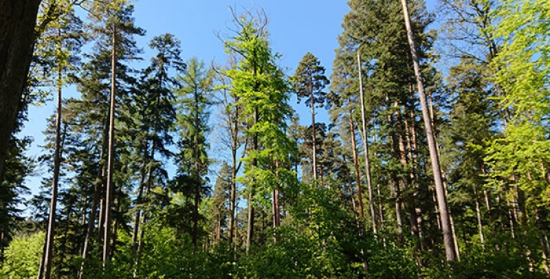 Aménagement forestier