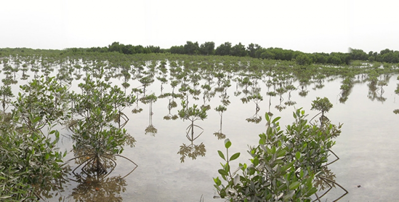 Forêts tropicales et changements climatiques : applications