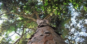 Sylviculture et aménagement des forêts tropicales