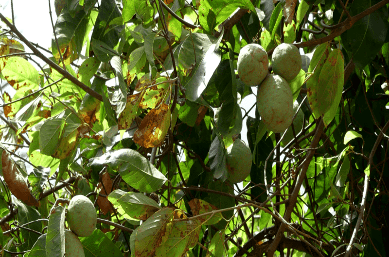 Mission collective FNS-MI au Sénégal