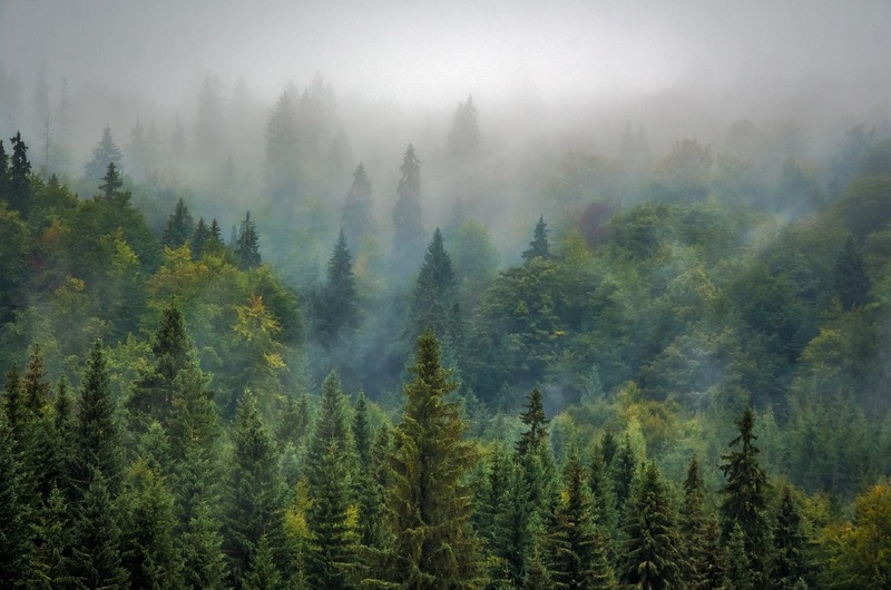 Appel à communication - Colloque Forêts et sociétés : dialogues interdisciplinaires