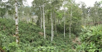 Agroforestry